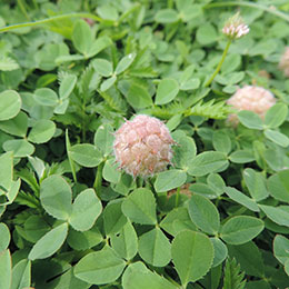 Trifolium fragiferum